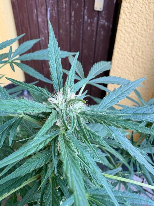 Outdoor 2026 Fastbuds. Week 7 - SD