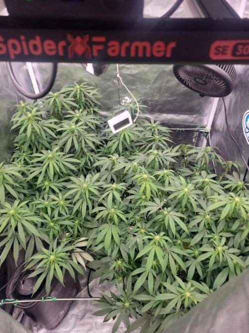 Mainlining & other curiosities. Week 14 - 6.6.