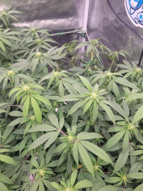 Mainlining & other curiosities. Week 14 - California orange x skunk