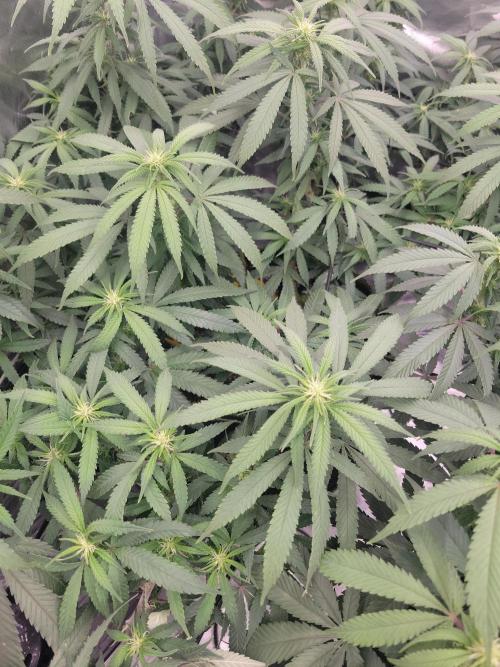 Mainlining & other curiosities. Week 14