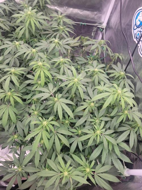 Mainlining & other curiosities. Week 14