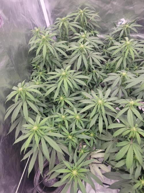 Mainlining & other curiosities. Week 14 - Tropicana cherry