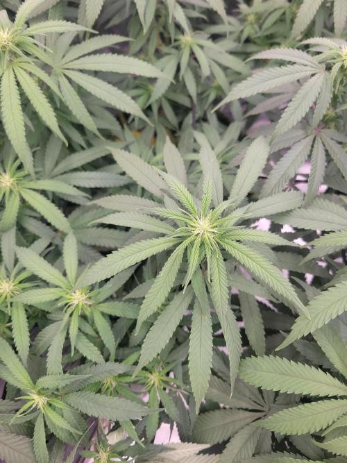 Mainlining & other curiosities. Week 14