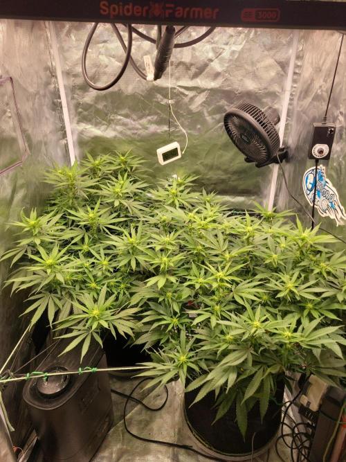 Mainlining & other curiosities. Week 14 - 7.6. Morning glory 🙏