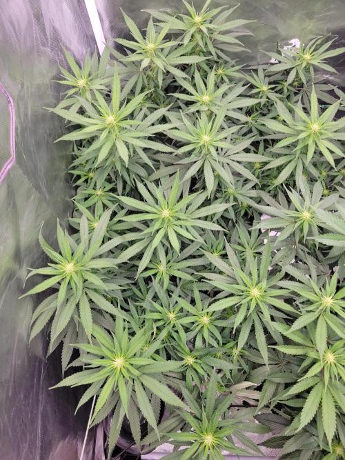 Mainlining & other curiosities. Week 14
