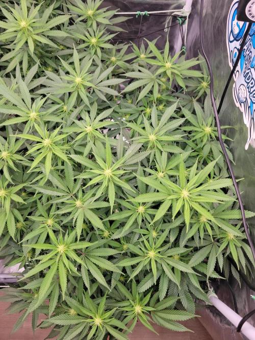 Mainlining & other curiosities. Week 14