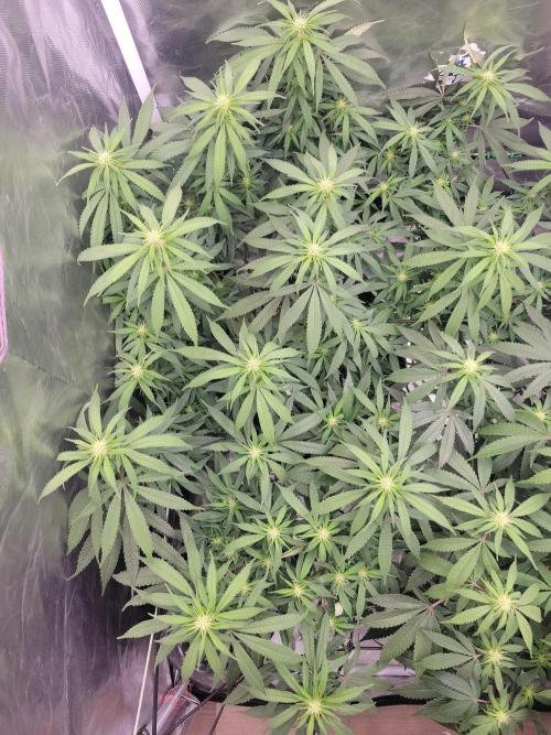 Mainlining & other curiosities. Week 14
