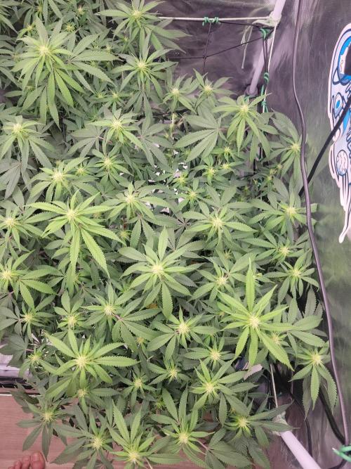 Mainlining & other curiosities. Week 14