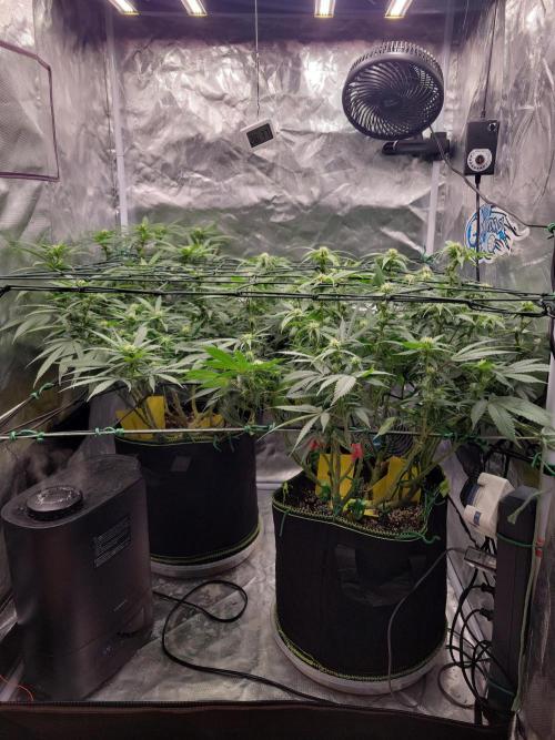 Mainlining & other curiosities. Week 14 - Beauties 💚💜🧡❤️