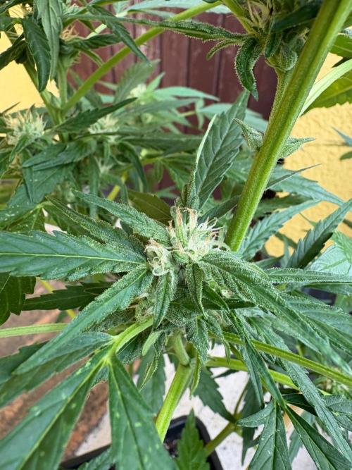 Outdoor 2026 Fastbuds. Week 8 - Flower day 15