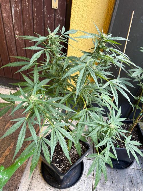 Outdoor 2026 Fastbuds. Week 8 - SD