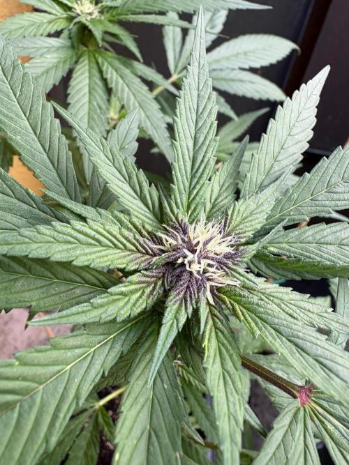 Outdoor 2026 Fastbuds. Week 8 - SBG