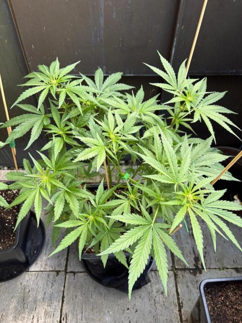 Outdoor 2026 Fastbuds. Week 8 - OS