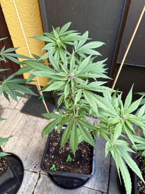 Outdoor 2026 Fastbuds. Week 8