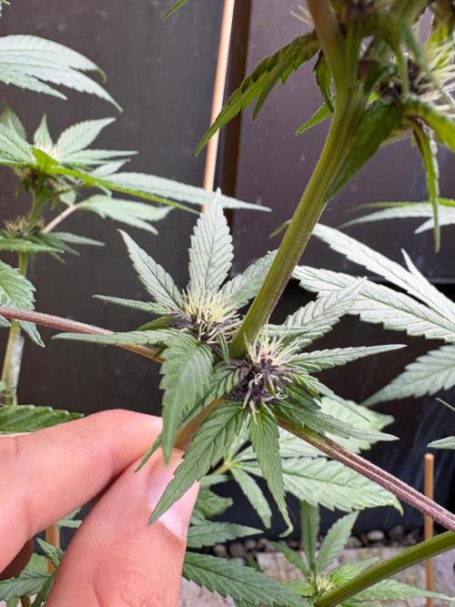 Outdoor 2026 Fastbuds. Week 8