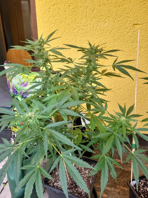 Outdoor 2026 Fastbuds. Week 8
