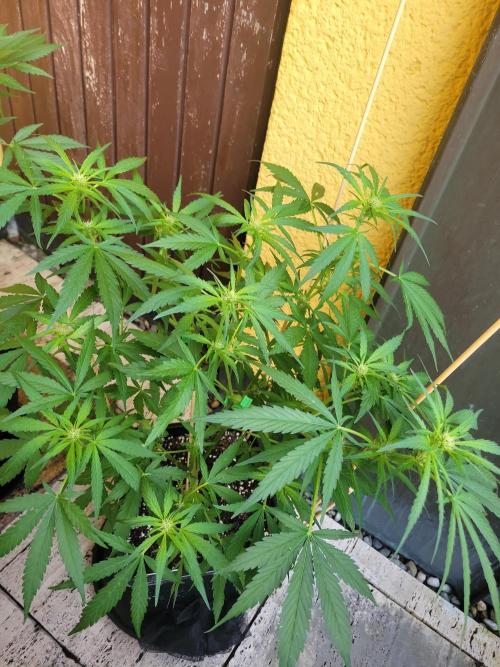 Outdoor 2026 Fastbuds. Week 8