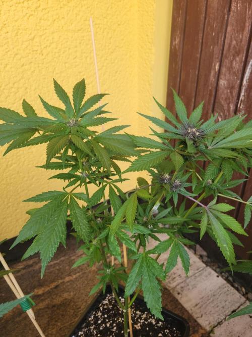 Outdoor 2026 Fastbuds. Week 8