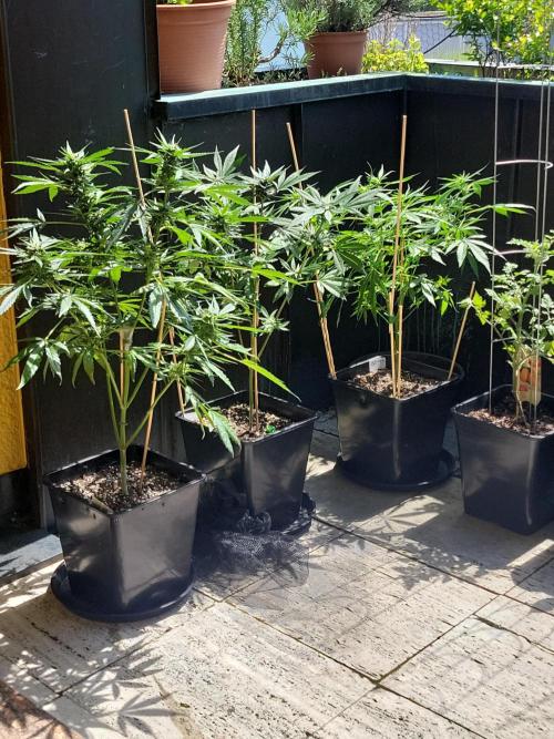 Outdoor 2026 Fastbuds. Week 8 - Day 21 flower 