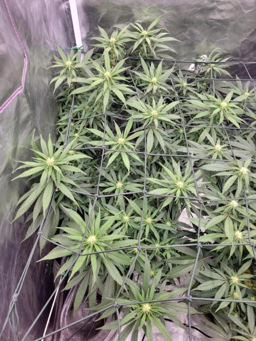 Mainlining & other curiosities. Week 15 - TC