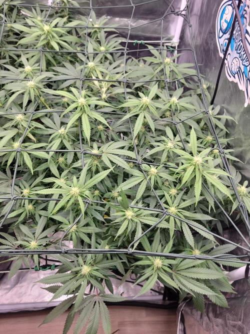 Mainlining & other curiosities. Week 15 - COxS