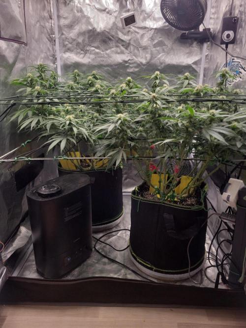 Mainlining & other curiosities. Week 15