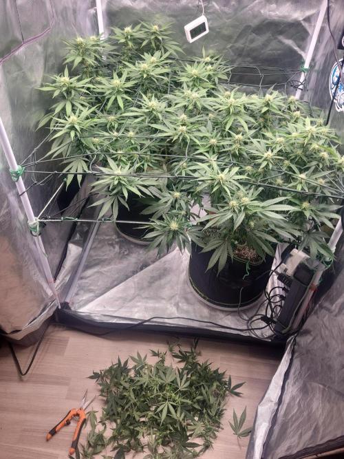 Mainlining & other curiosities. Week 15