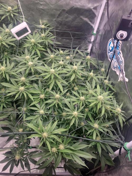 Mainlining & other curiosities. Week 15