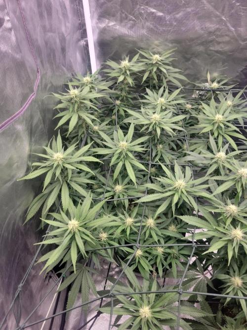 Mainlining & other curiosities. Week 15