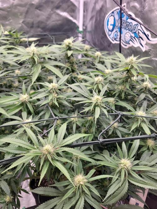 Mainlining & other curiosities. Week 15