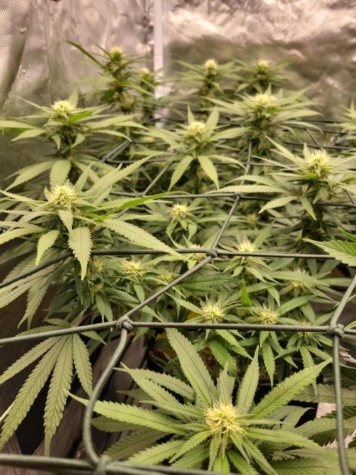 Mainlining & other curiosities. Week 15