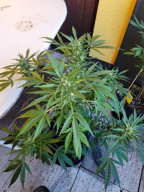 Outdoor 2026 Fastbuds. Week 9 - 18.6. SD