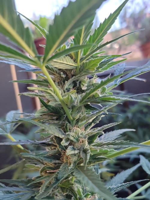 Outdoor 2026 Fastbuds. Week 9 - Getting frosty