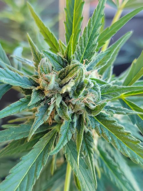 Outdoor 2026 Fastbuds. Week 9