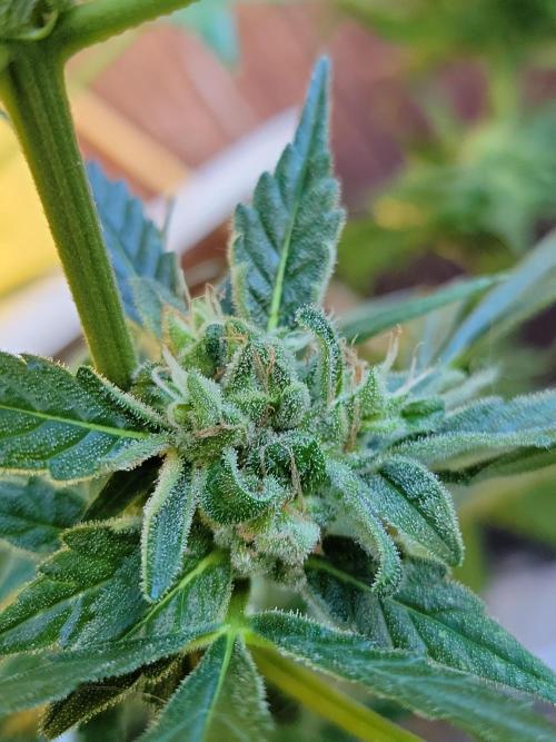 Outdoor 2026 Fastbuds. Week 9