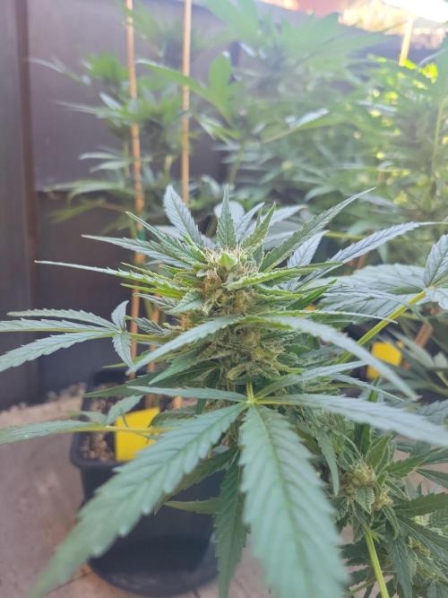 Outdoor 2026 Fastbuds. Week 9