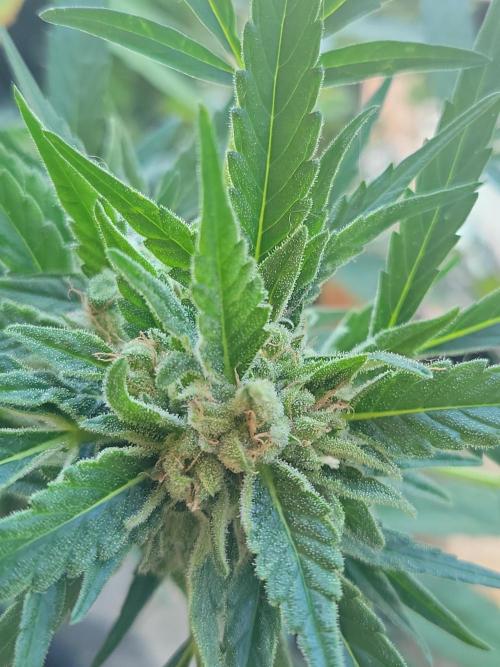 Outdoor 2026 Fastbuds. Week 9