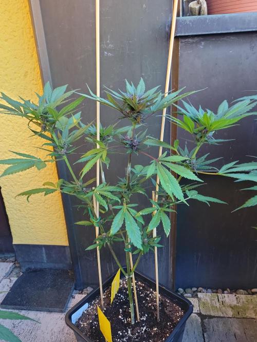 Outdoor 2026 Fastbuds. Week 9