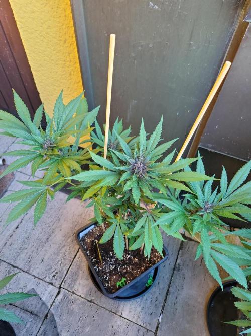 Outdoor 2026 Fastbuds. Week 9