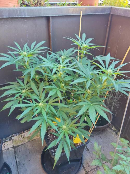 Outdoor 2026 Fastbuds. Week 9