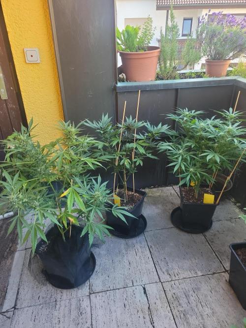 Outdoor 2026 Fastbuds. Week 9