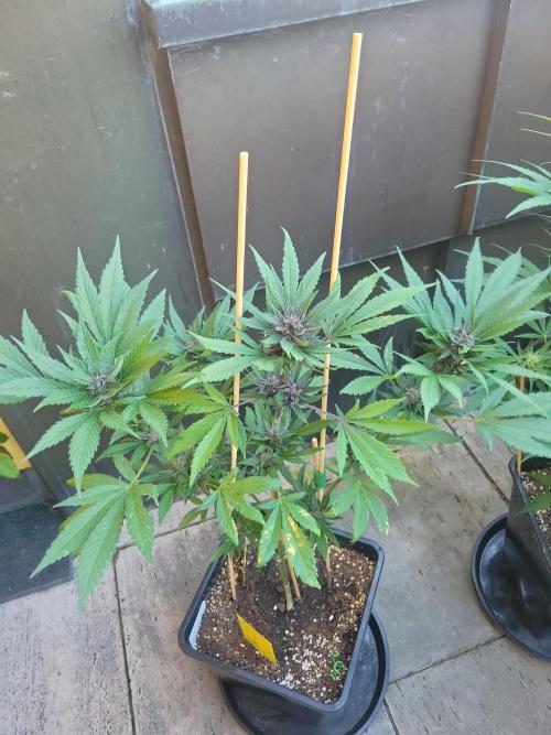 Outdoor 2026 Fastbuds. Week 9