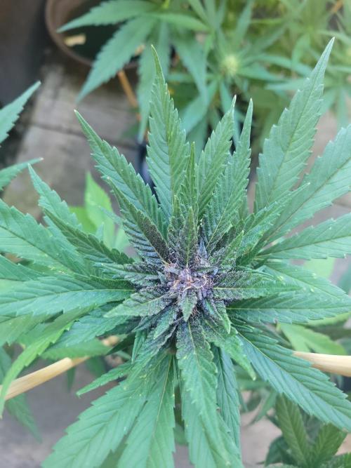 Outdoor 2026 Fastbuds. Week 9