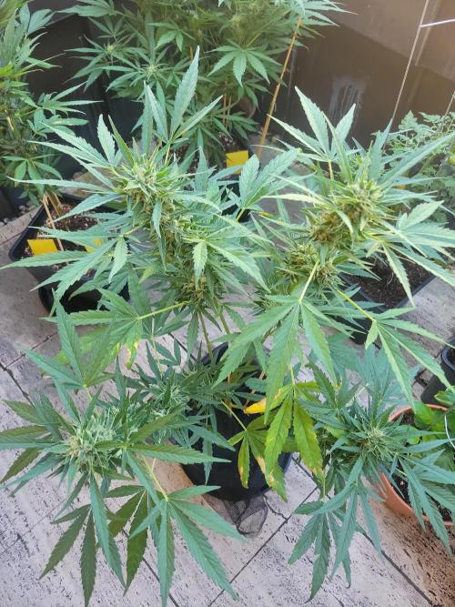 Outdoor 2026 Fastbuds. Week 9