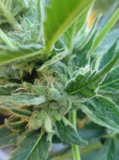 Outdoor 2026 Fastbuds. Week 9