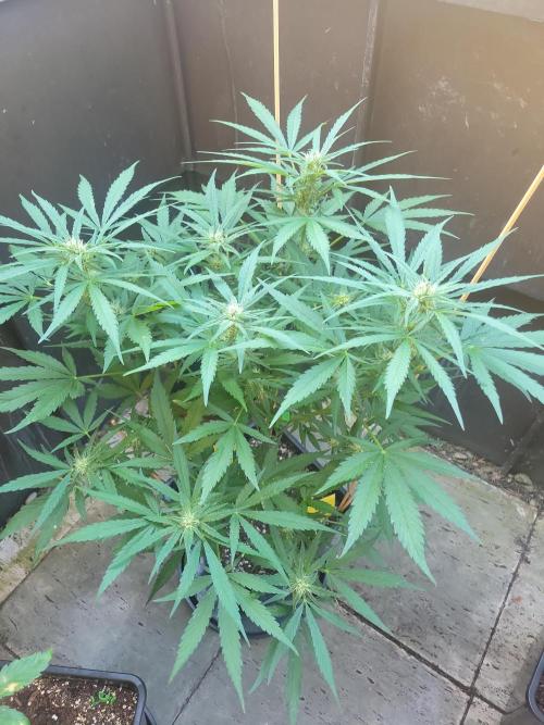 Outdoor 2026 Fastbuds. Week 9