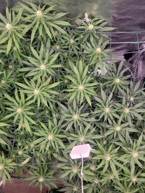 Mainlining & other curiosities. Week 16