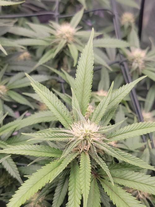 Mainlining & other curiosities. Week 16