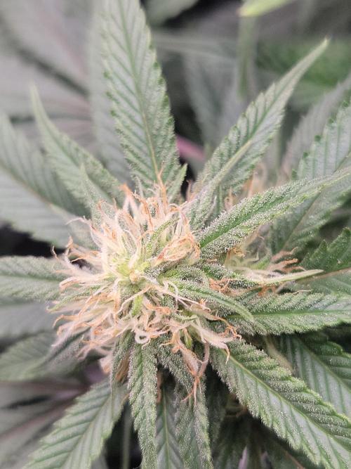 Mainlining & other curiosities. Week 16