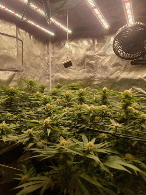 Mainlining & other curiosities. Week 16